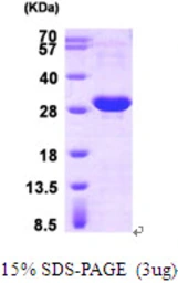 Human HSP27 protein, His tag. GTX67487-pro
