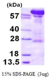 Human Importin beta 1 protein, His tag. GTX67509-pro
