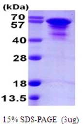 Human Tau412 (1N4R) protein, His tag. GTX67540-pro