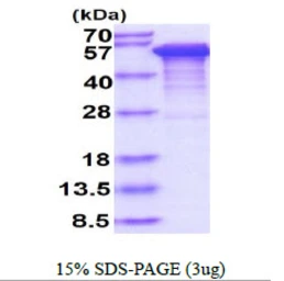 Human Tau383 (0N4R) protein, His tag. GTX67541-pro