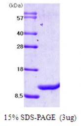 Human MIF protein. GTX67553-pro