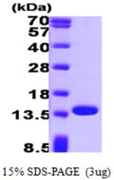 Human Profilin 1 protein. GTX67628-pro