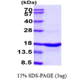 Human alpha Synuclein protein. GTX67830-pro