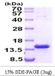 Human TCL1A protein. GTX67964-pro