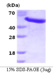 Human GAS7 protein, His tag. GTX67977-pro