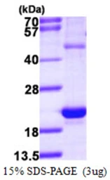 Human HSPB3 protein, His tag. GTX68018-pro