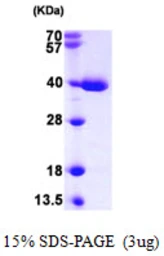 Human TXNL1 protein, His tag. GTX68049-pro