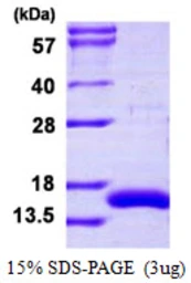 Human CRIPT protein, His tag. GTX68054-pro