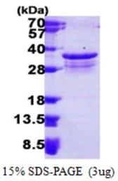 Human PSMF1 protein, His tag. GTX68068-pro