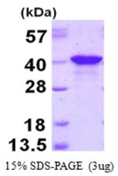 Human PQBP1 protein, His tag. GTX68113-pro