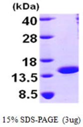 Human NTF2 protein, His tag. GTX68127-pro
