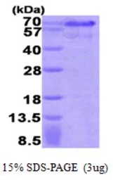 Human HEXIM1 protein, His tag. GTX68181-pro