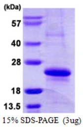Human MRCL3 protein, His tag. GTX68184-pro