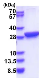 Human 14-3-3 theta protein. GTX68211-pro