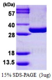 Mouse PGAM1 protein, His tag. GTX68278-pro
