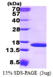 Human TAX1BP3 protein, His tag. GTX68455-pro