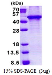 Human KLF3 protein, His tag. GTX68495-pro