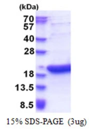 Human BATF3 protein, His tag. GTX68596-pro