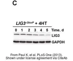 Anti-DNA ligase III antibody [1F3] used in Western Blot (WB). GTX70143