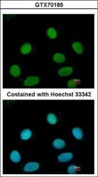 Anti-FEN1 antibody [4E7] used in Immunocytochemistry/ Immunofluorescence (ICC/IF). GTX70185