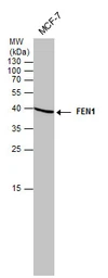Anti-FEN1 antibody [4E7] used in Western Blot (WB). GTX70185