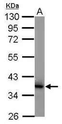 Anti-Jab1 antibody [2A10.8] used in Western Blot (WB). GTX70203