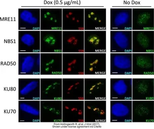 Anti-Mre11 antibody [12D7] used in Immunocytochemistry/ Immunofluorescence (ICC/IF). GTX70212