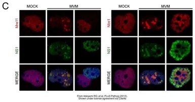 Anti-Mre11 antibody [12D7] used in Immunocytochemistry/ Immunofluorescence (ICC/IF). GTX70212