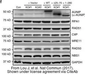 Anti-Mre11 antibody [12D7] used in Western Blot (WB). GTX70212