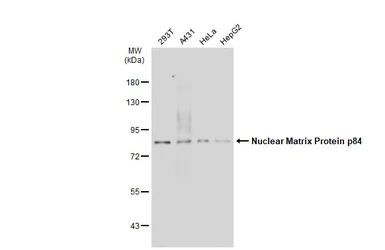 Anti-Nuclear Matrix Protein p84 antibody [5E10] used in Western Blot (WB). GTX70220