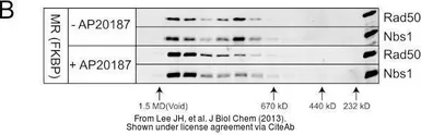 Anti-NBS1 antibody [1D7] used in Western Blot (WB). GTX70224