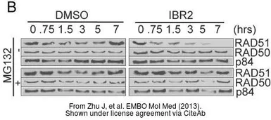 Anti-Rad50 antibody [13B3] used in Western Blot (WB). GTX70228