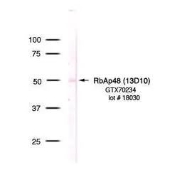 Anti-RbAp48 antibody [13D10] used in Western Blot (WB). GTX70234