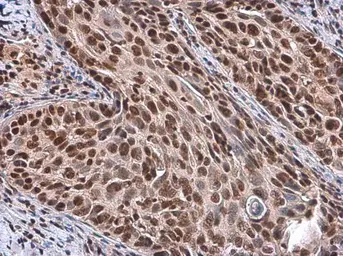 Anti-RbAp48 + RbAp46 antibody [15G12] used in IHC (Paraffin sections) (IHC-P). GTX70236