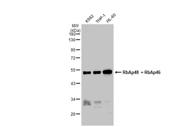 Anti-RbAp48 + RbAp46 antibody [15G12] used in Western Blot (WB). GTX70236