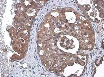Anti-TSG101 antibody [4A10] used in IHC (Paraffin sections) (IHC-P). GTX70255