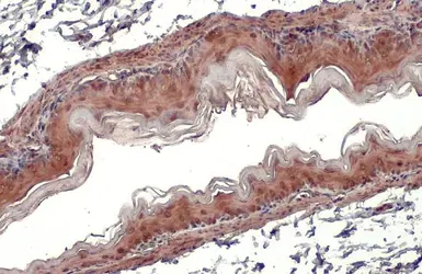 Anti-GPX7 antibody [2704] used in IHC (Paraffin sections) (IHC-P). GTX70266