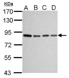 Anti-Ku80 antibody [9403] used in Western Blot (WB). GTX70274