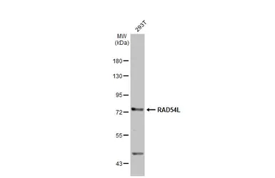 Anti-RAD54L antibody [60.1] used in Western Blot (WB). GTX70306