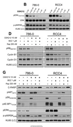 Anti-Ku80 antibody used in Western Blot (WB). GTX70485