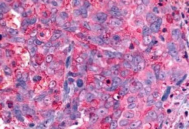 Anti-GALR2 antibody used in IHC (Paraffin sections) (IHC-P). GTX70681