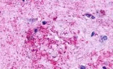 Anti-GPR84 antibody used in IHC (Paraffin sections) (IHC-P). GTX70841