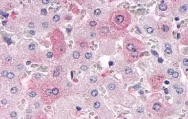 Anti-DUSP26 antibody used in IHC (Paraffin sections) (IHC-P). GTX70939