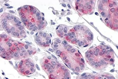 Anti-DUSP26 antibody used in IHC (Paraffin sections) (IHC-P). GTX70939