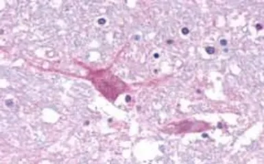 Anti-GPR44 antibody used in IHC (Paraffin sections) (IHC-P). GTX71385