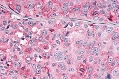 Anti-OR10R2 antibody used in IHC (Paraffin sections) (IHC-P). GTX71527