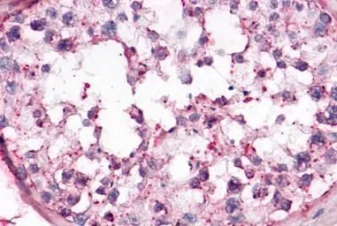 Anti-OR10R2 antibody used in IHC (Paraffin sections) (IHC-P). GTX71527