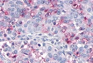 Anti-OR10R2 antibody used in IHC (Paraffin sections) (IHC-P). GTX71527
