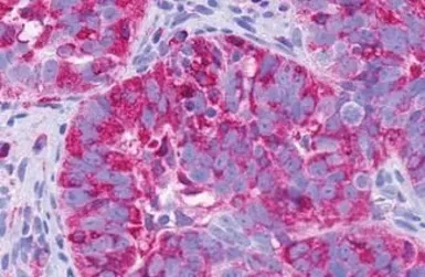 Anti-TM7SF1/GPR137B antibody used in IHC (Paraffin sections) (IHC-P). GTX71671