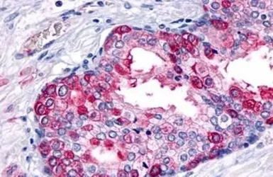 Anti-Glucagon receptor antibody used in IHC (Paraffin sections) (IHC-P). GTX71843